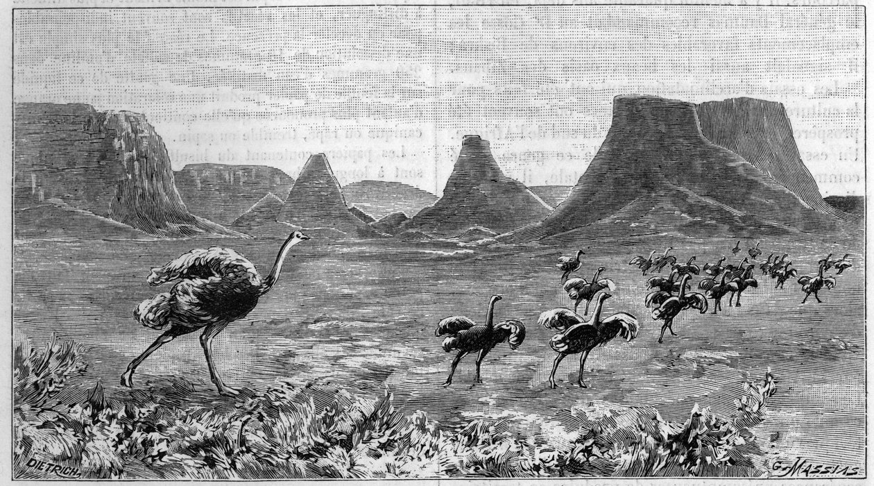 Struisvogel vrij in Zuidelijk Afrika. Gravure uit 1895 naar een tekening van Lichtenstein uit 1804 door Unknown artist