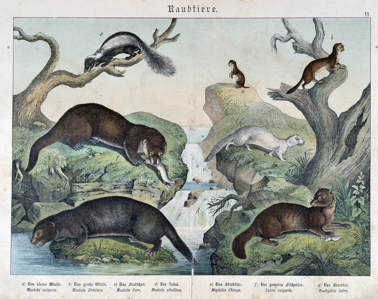 Otters, fretten, wezel... - in "Natural histories of mammals", uitgegeven door Schreiber door Unknown artist