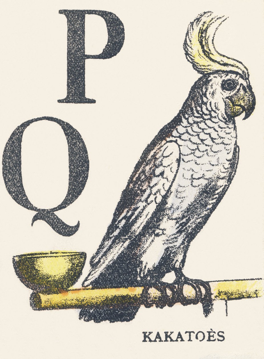 P Q: kaketoes door Unknown artist