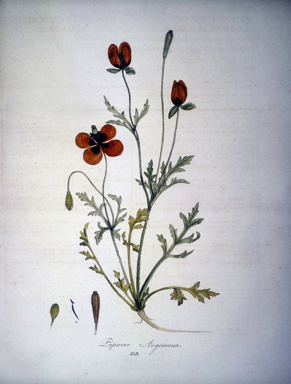 Papaver Argemone (bloem en plant van papaver argemone). 19e-eeuws herbarium door Unknown artist