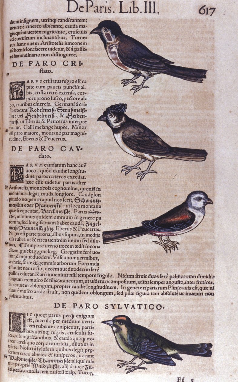 Passeriformes in Historia Animalium door Conrad Gesner (1516 - 1565), Tiguri door Unknown artist