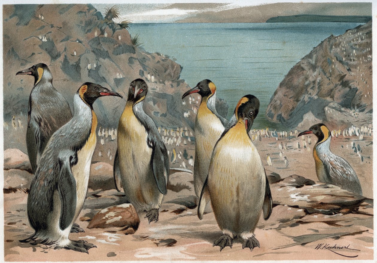 Pinguïns - in 