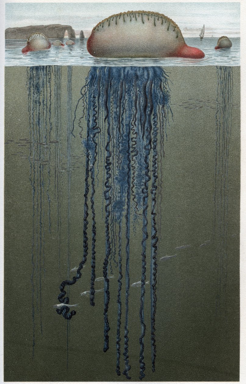 Physalia (Physalia pelagica) - gravure uit 