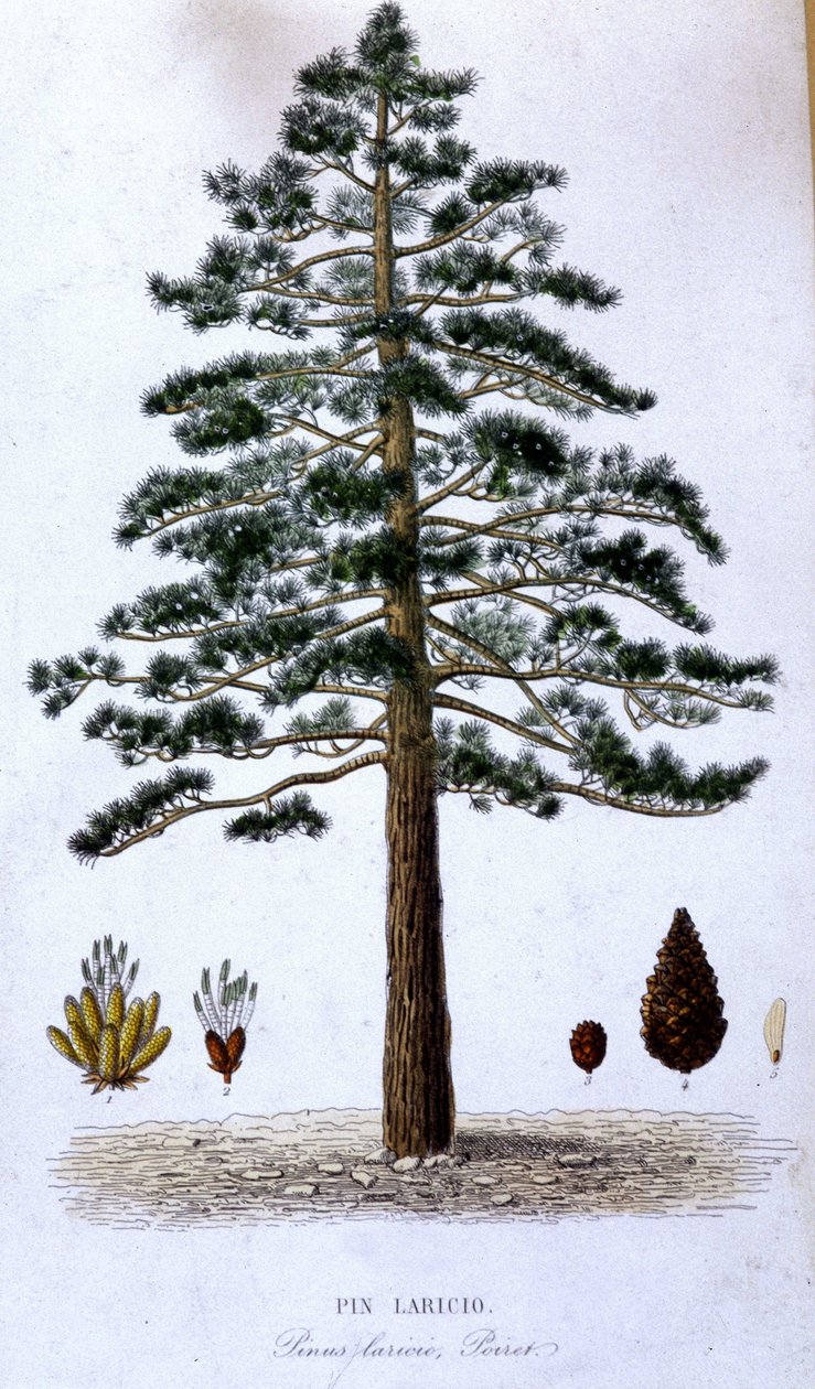 Pin Laricio - botanische plaat door Unknown artist