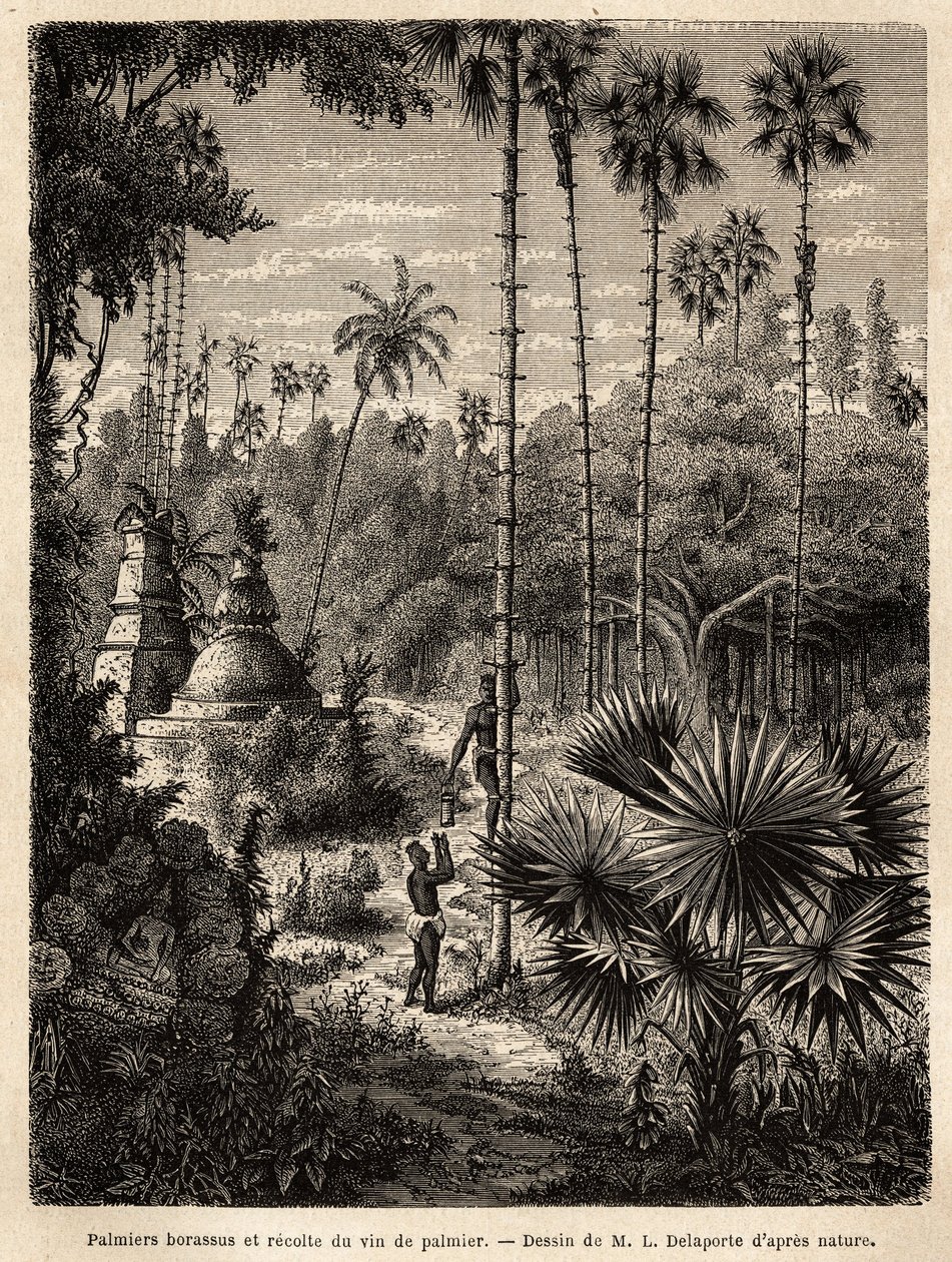 Het planten van borassus-palmbomen in Laos en het verzamelen van palmwijn, die niets anders is dan het sap van de ingesneden boom, de vloeistof wordt opgevangen in een bamboe, en de stam wordt omgevormd tot een echte schaal, door middel van kleine rotanstr door Unknown artist