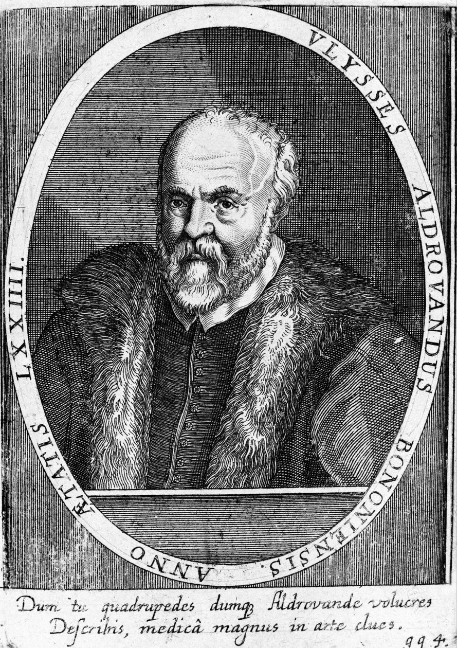 Portret van Ulisse Aldrovandi (1522 - 1605?). door Unknown artist