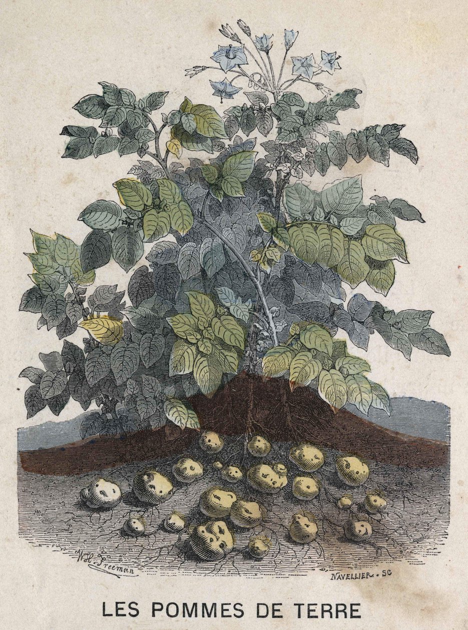 Aardappelen. 19e-eeuwse illustratie. Bianchetti collectie door Unknown artist