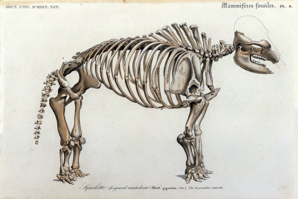 Prehistorie: skelet van Mastodont, fossiele zoogdieren (Mas gigantium). Plaat van paleontologie uit Dictionnaire universel d