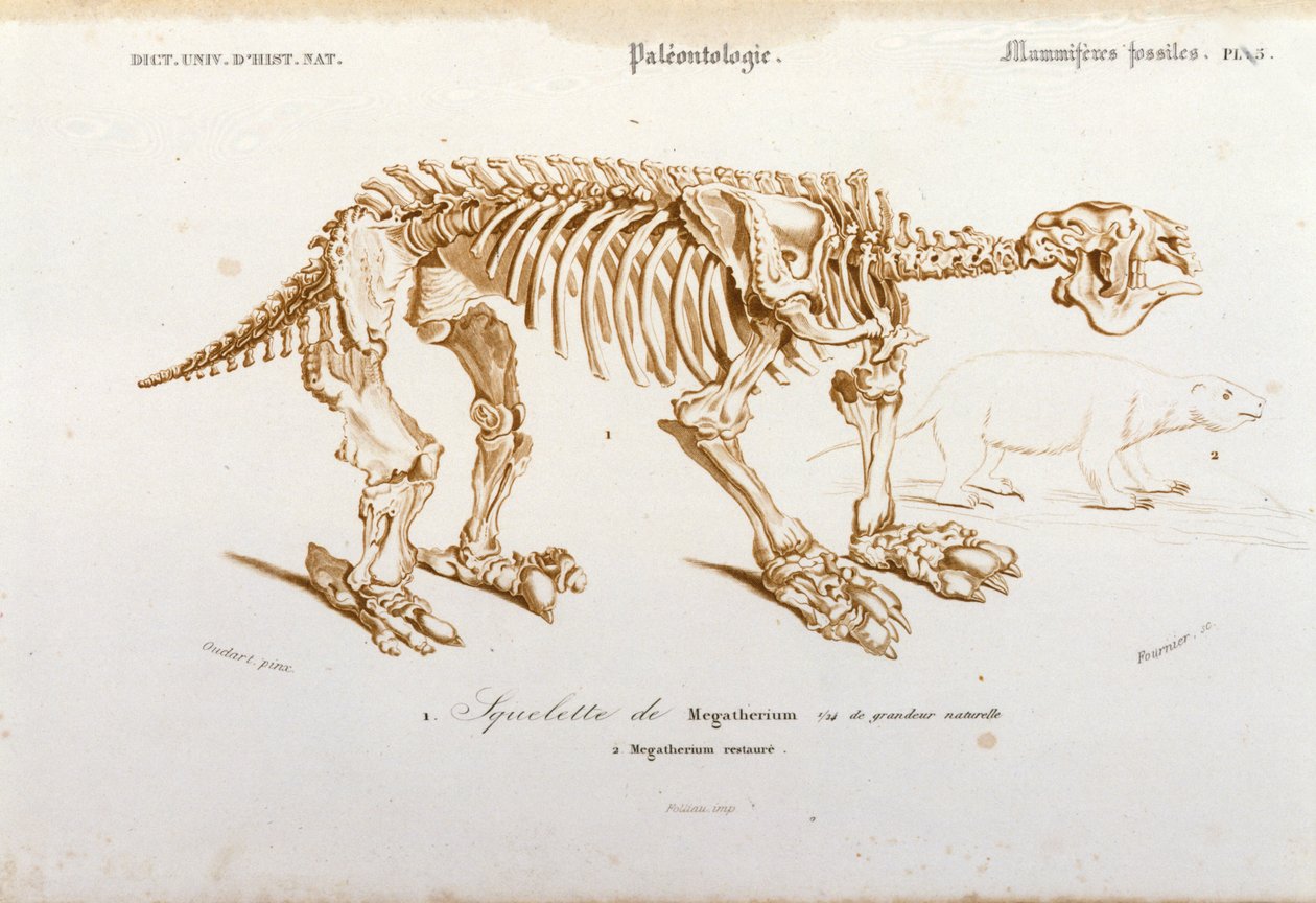 Prehistorie: skelet van megatherium (aardluiaard van de olifantenfamilie) fossiele zoogdieren. Plaat van paleontologie uit 