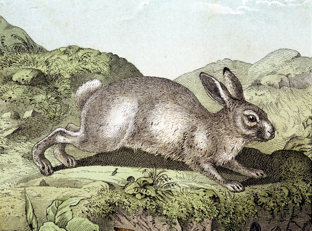 Konijn - in Natuurlijke geschiedenis van zoogdieren, ed. Schreiber door Unknown artist