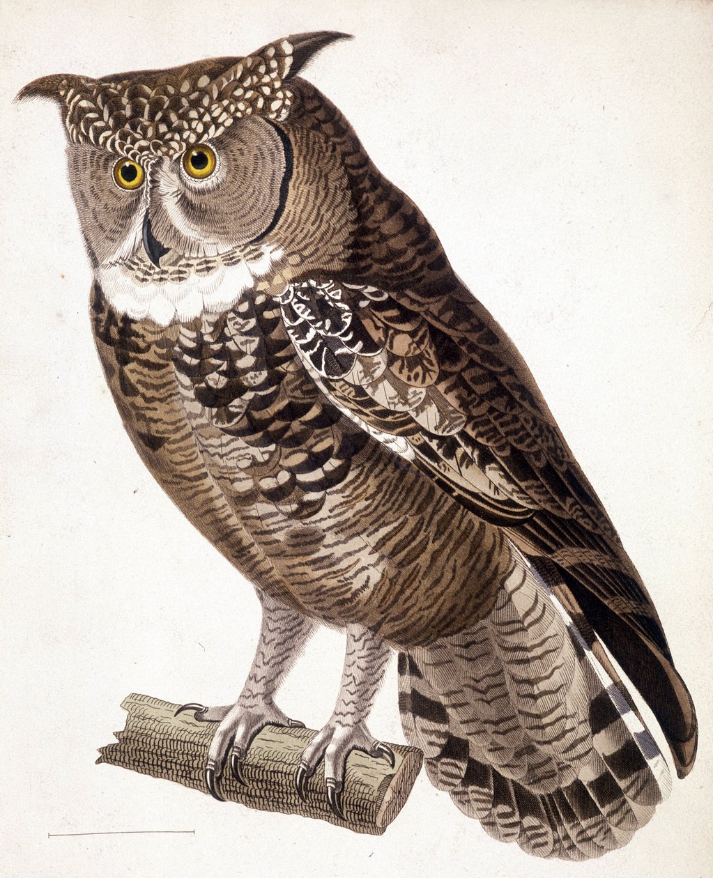 Roofvogel: Afrikaanse uil. 19e-eeuwse gravure door Unknown artist