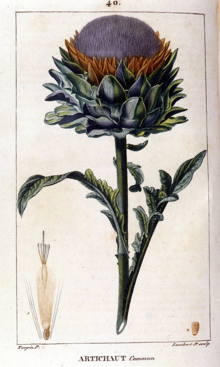 Voorstelling van de gewone artisjok. Botanische plaat. 19e eeuw. door Unknown artist