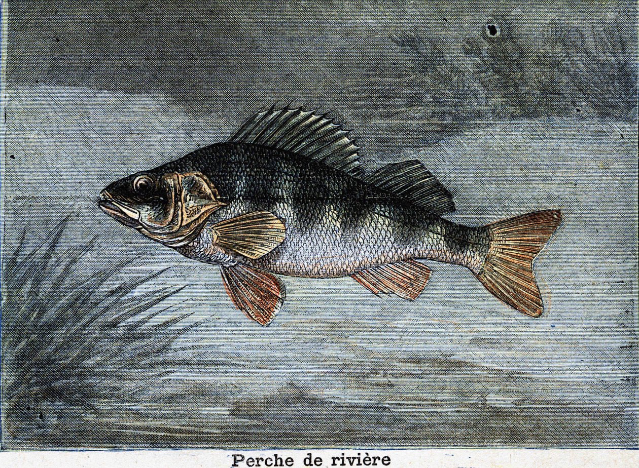 Rivierbaars. Gravure uit 1897 door Unknown artist