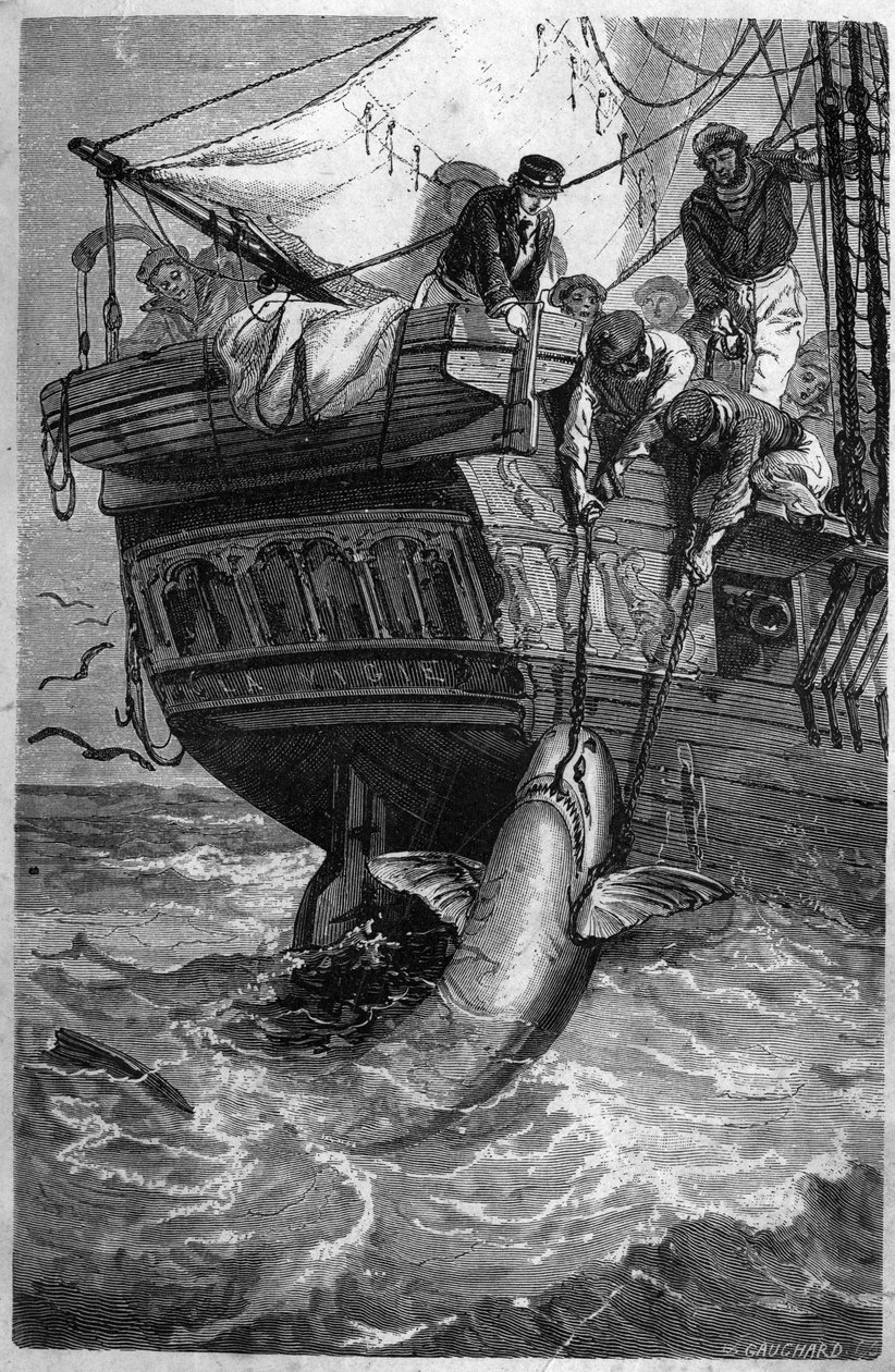 Haaienvissen. 19e-eeuwse gravure. Privécollectie. door Unknown artist