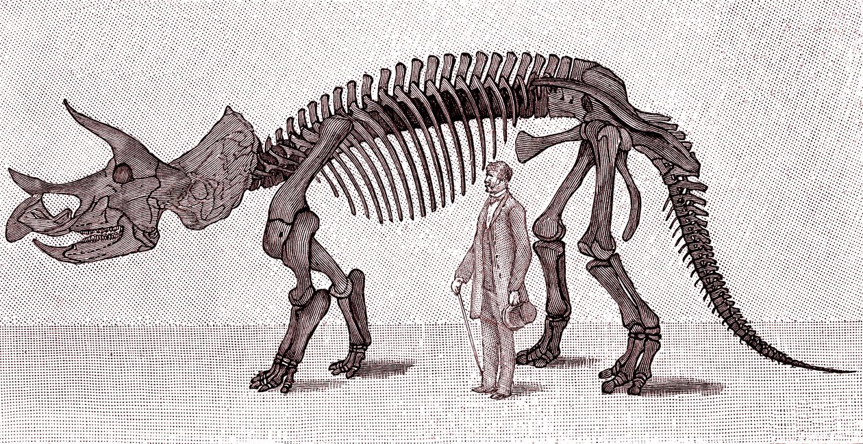 Skelet van een Triceratops prorsus door Unknown artist