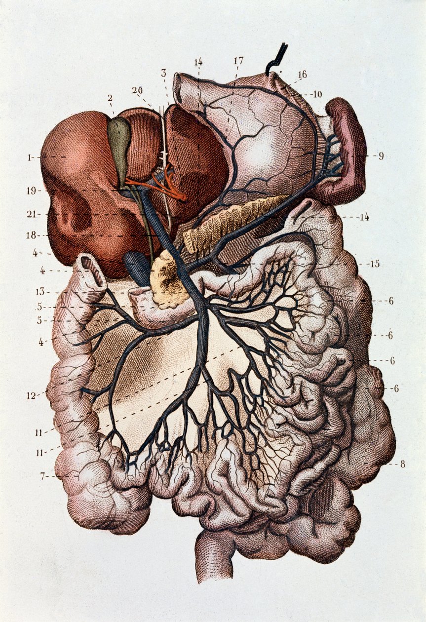 Studie van het menselijk brein, hersenhelften en cerebellum (gravure) door Unknown artist