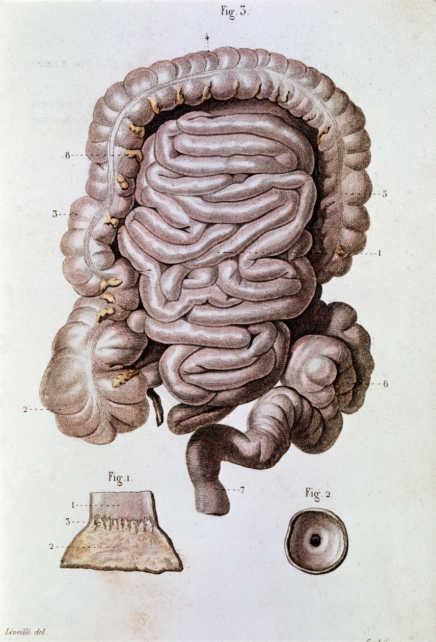 Studie van de menselijke darm, duodenum en dunne darm door Unknown artist