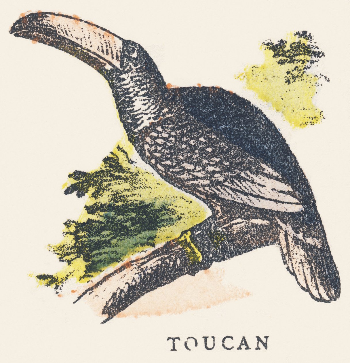 T: Toekan door Unknown artist