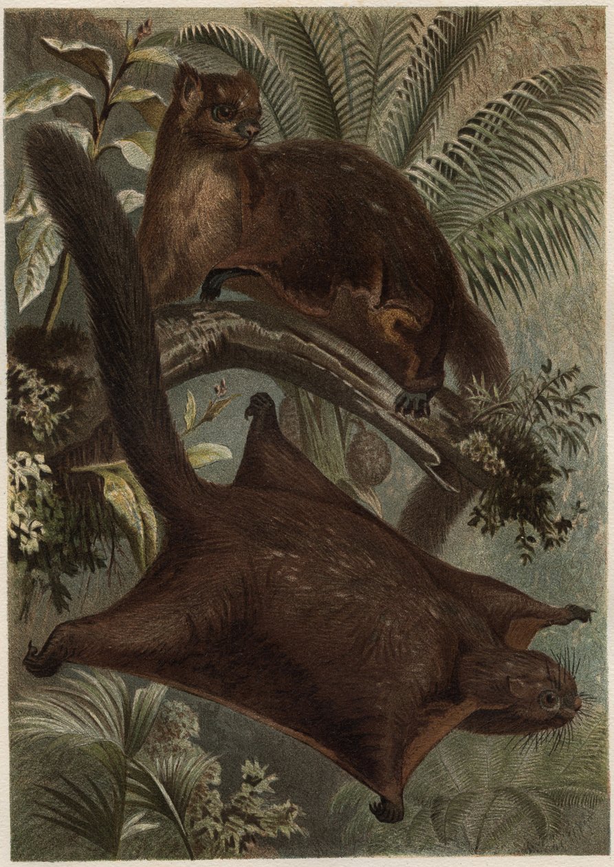 Taguan (vliegende eekhoorn) (familie Sciuridae) - gravure uit 