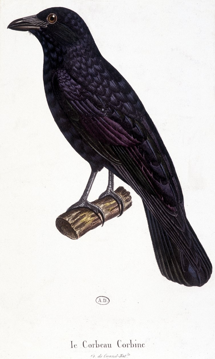 De Corbine Raaf - natuurhistorische plaat door Unknown artist