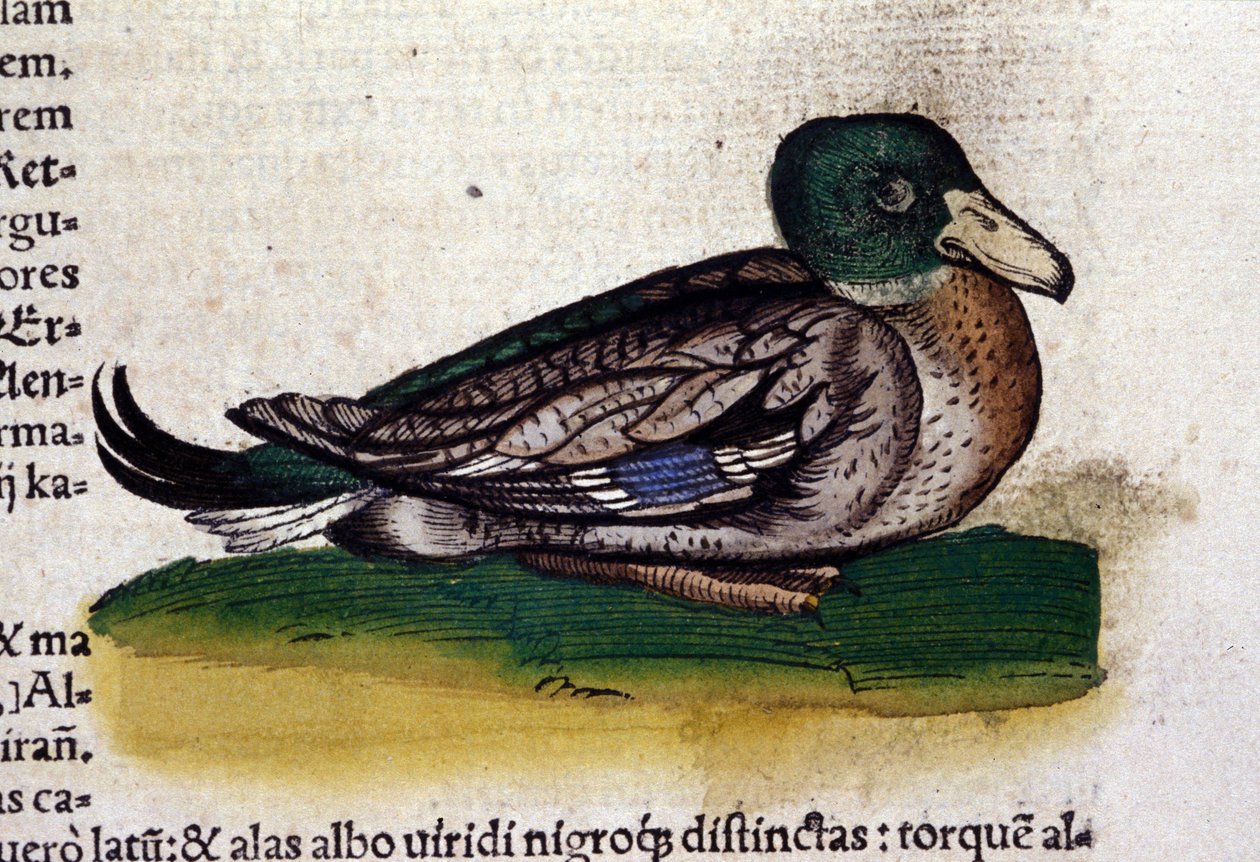 De Harle in Historia Animalium door Conrad Gesner (1516 - 1565), Tiguri door Unknown artist