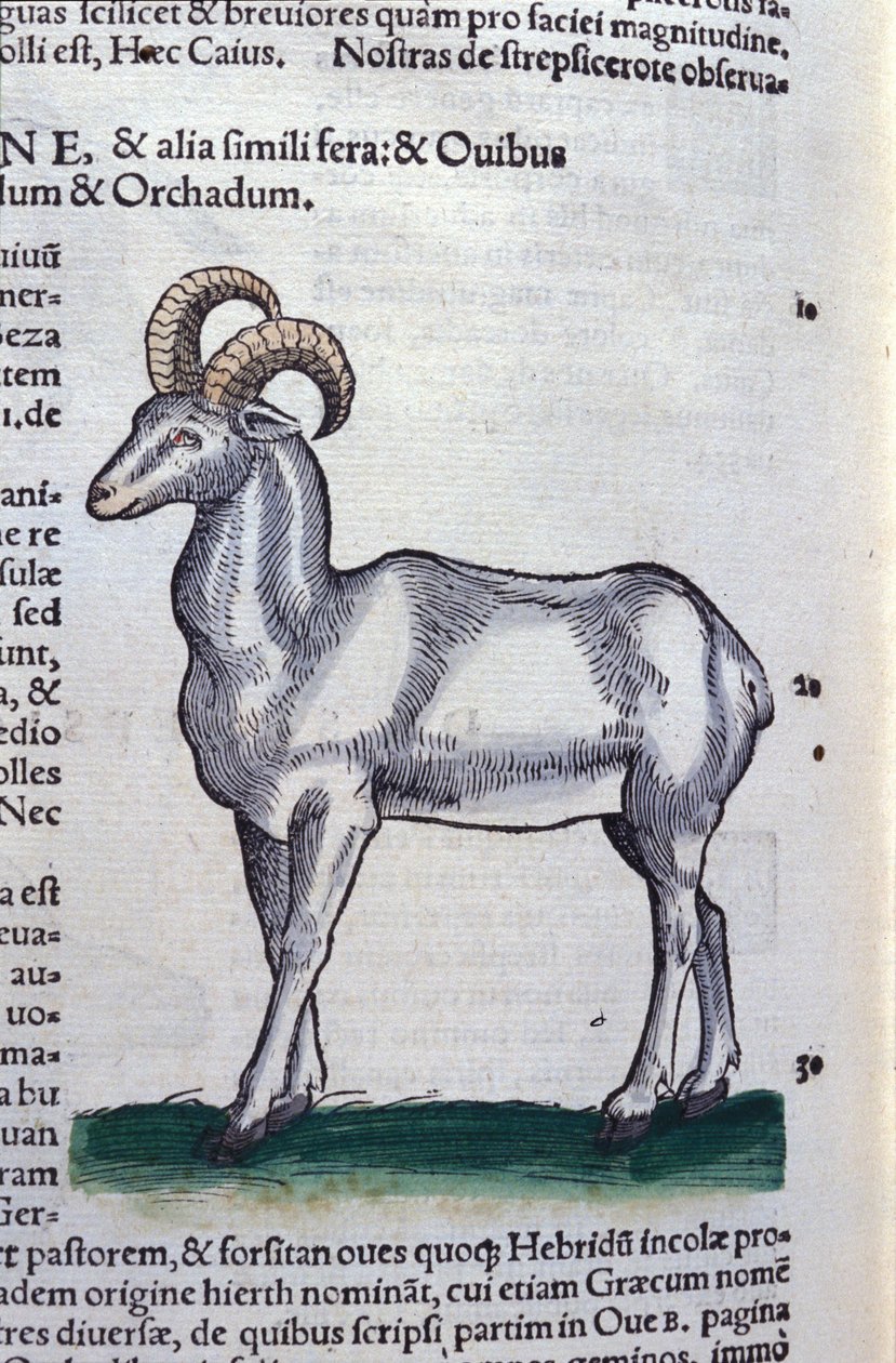 De steenbok in Historia Animalium door Conrad Gesner (1516 - 1565), Tiguri door Unknown artist