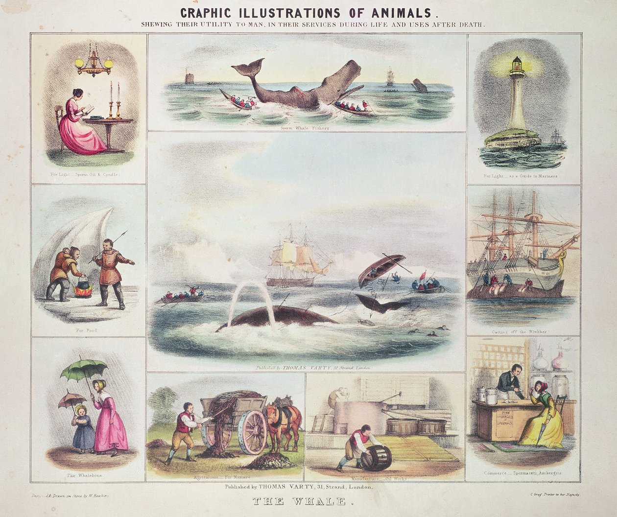 De walvis, uit Grafische illustraties van dieren, ontworpen en gegraveerd door W. Hawkins, uitgegeven door Thomas Varty (gravure) door Unknown artist