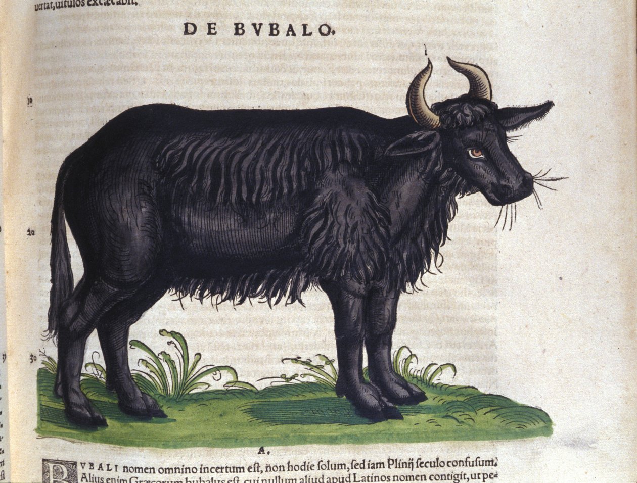 De buffel na Historiae animalium door Konrad Gesner, Tiguri door Unknown artist