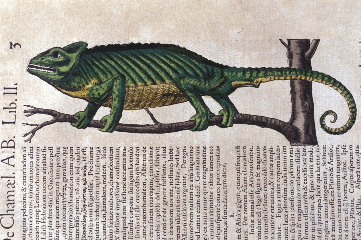 De kameleon na Historiae animalium door Konrad Gesner, Tiguri door Unknown artist