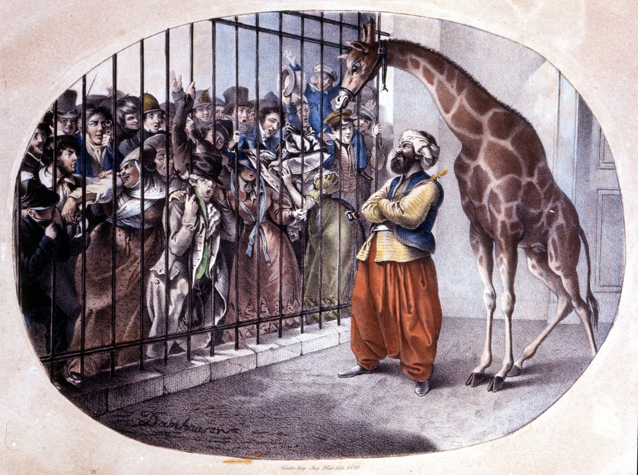 De nieuwsgierige menigte haastte zich om een giraffe achter een hek te zien. Lithografie door Danhaaren. 1829 door Unknown artist