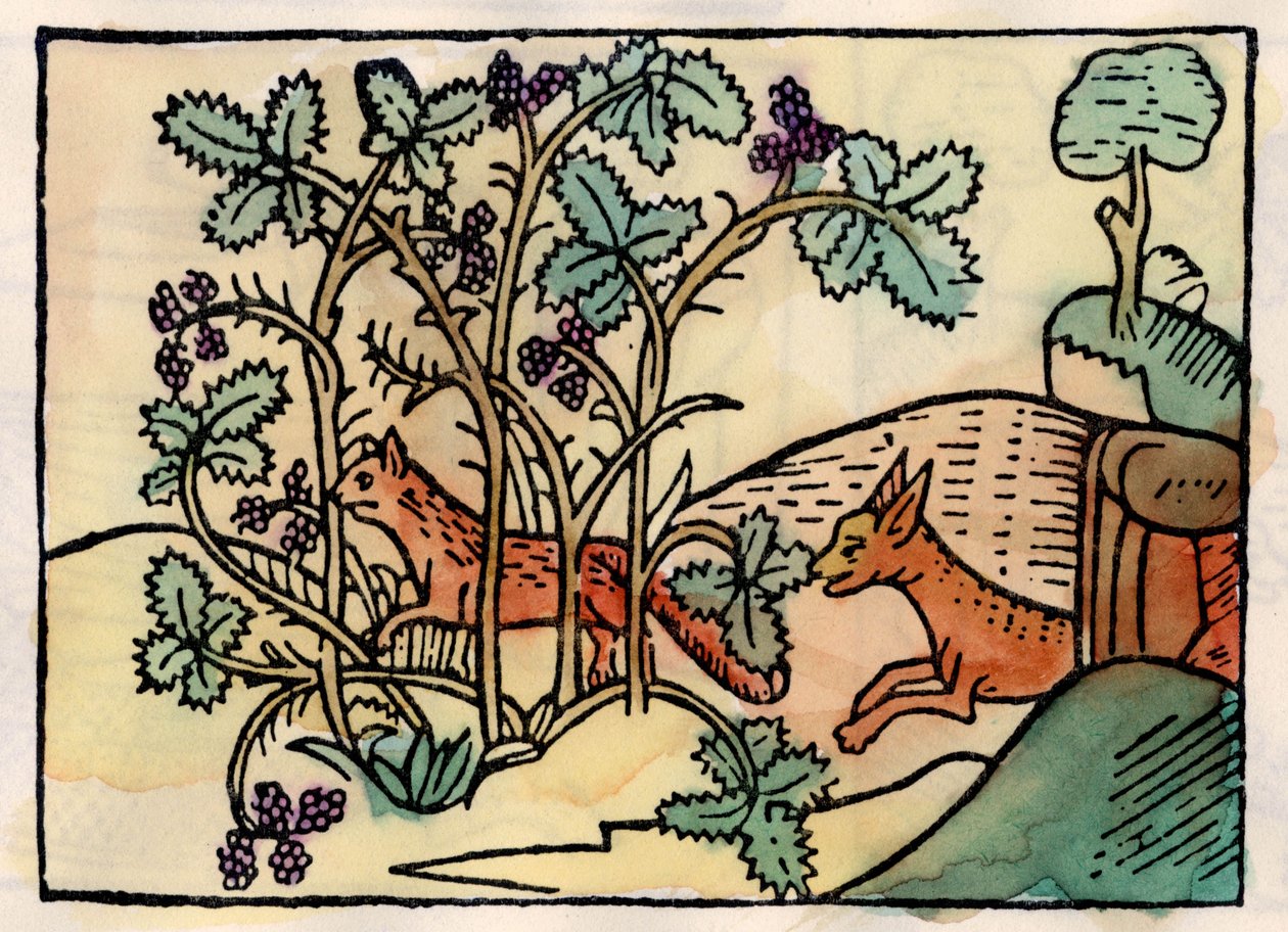 De vos en de druiven door Unknown artist