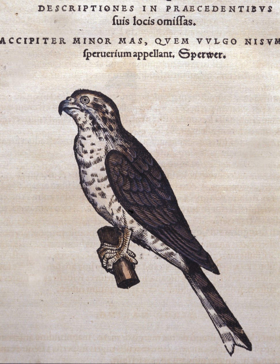 De havik na de Historia Animalium van Conrad Gesner, Tiguri 1560. Biblioteca nazionale Braidense, Milaan door Unknown artist