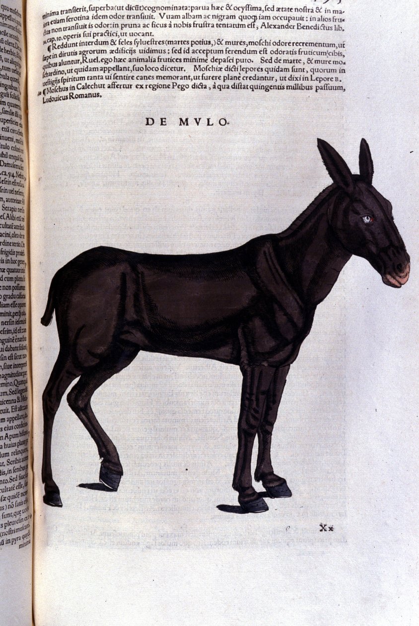 De harder uit Historiae animalium door Konrad Gesner, Tiguri door Unknown artist