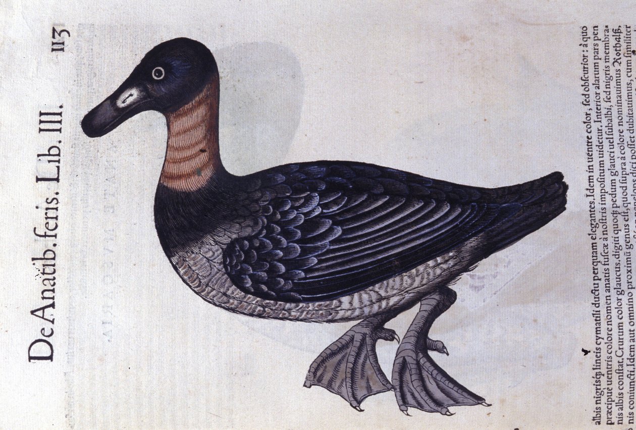 De roodhals eend na Historiae animalium door Konrad Gesner, Tiguri door Unknown artist