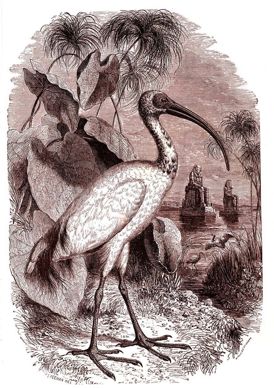 De heilige ibis van de Egyptenaren door Unknown artist