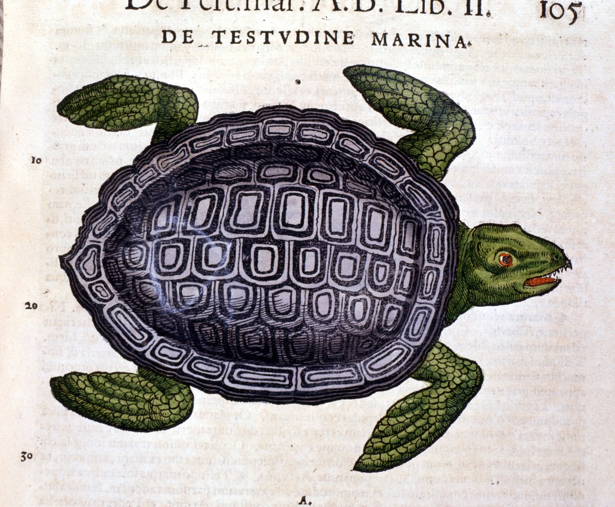 De zeeschildpad, volgens de Historia Animalium van Conrad Gesner, Tiguri 1560. door Unknown artist