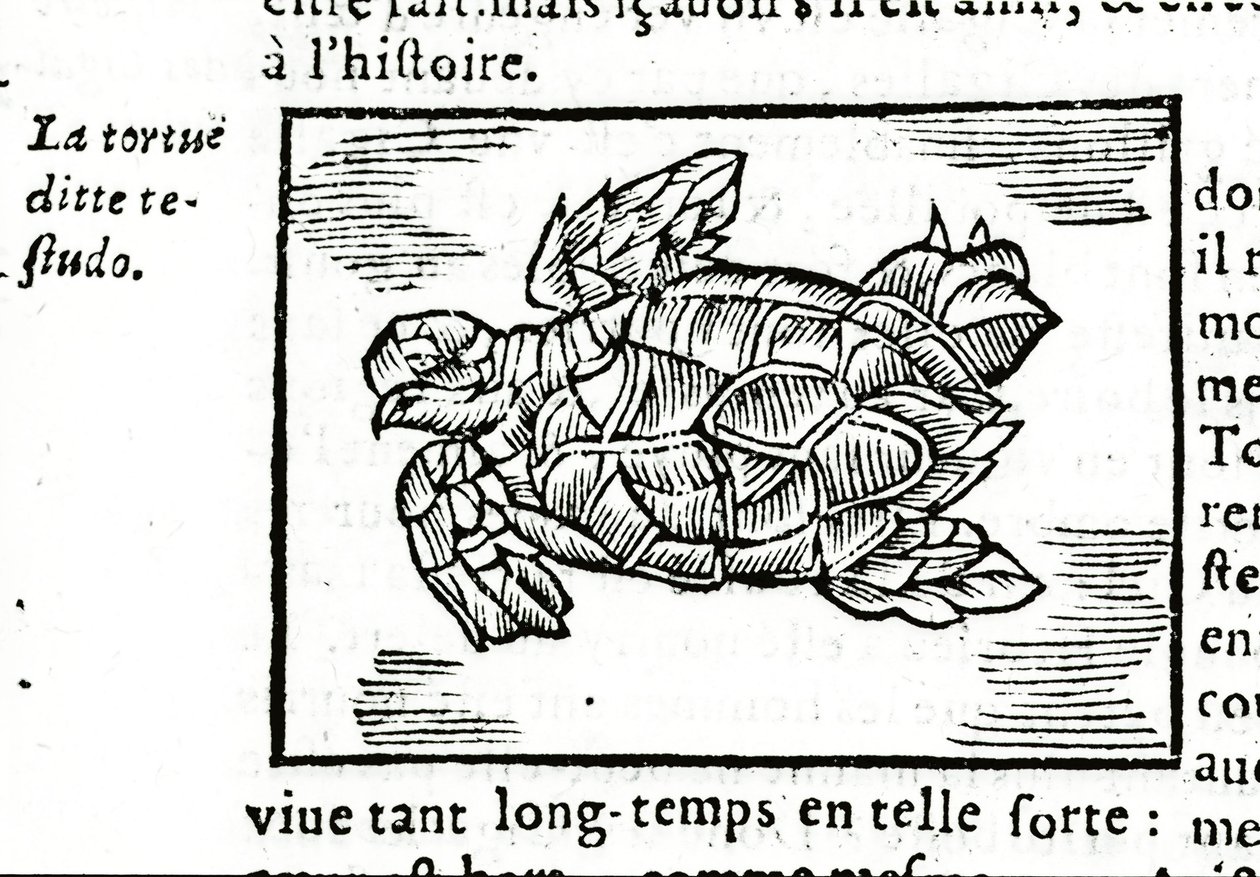 De zeeschildpad, naar het verhandeling van Gerolamo Cardano (Cardanus Hieronymus) (Cardan) 