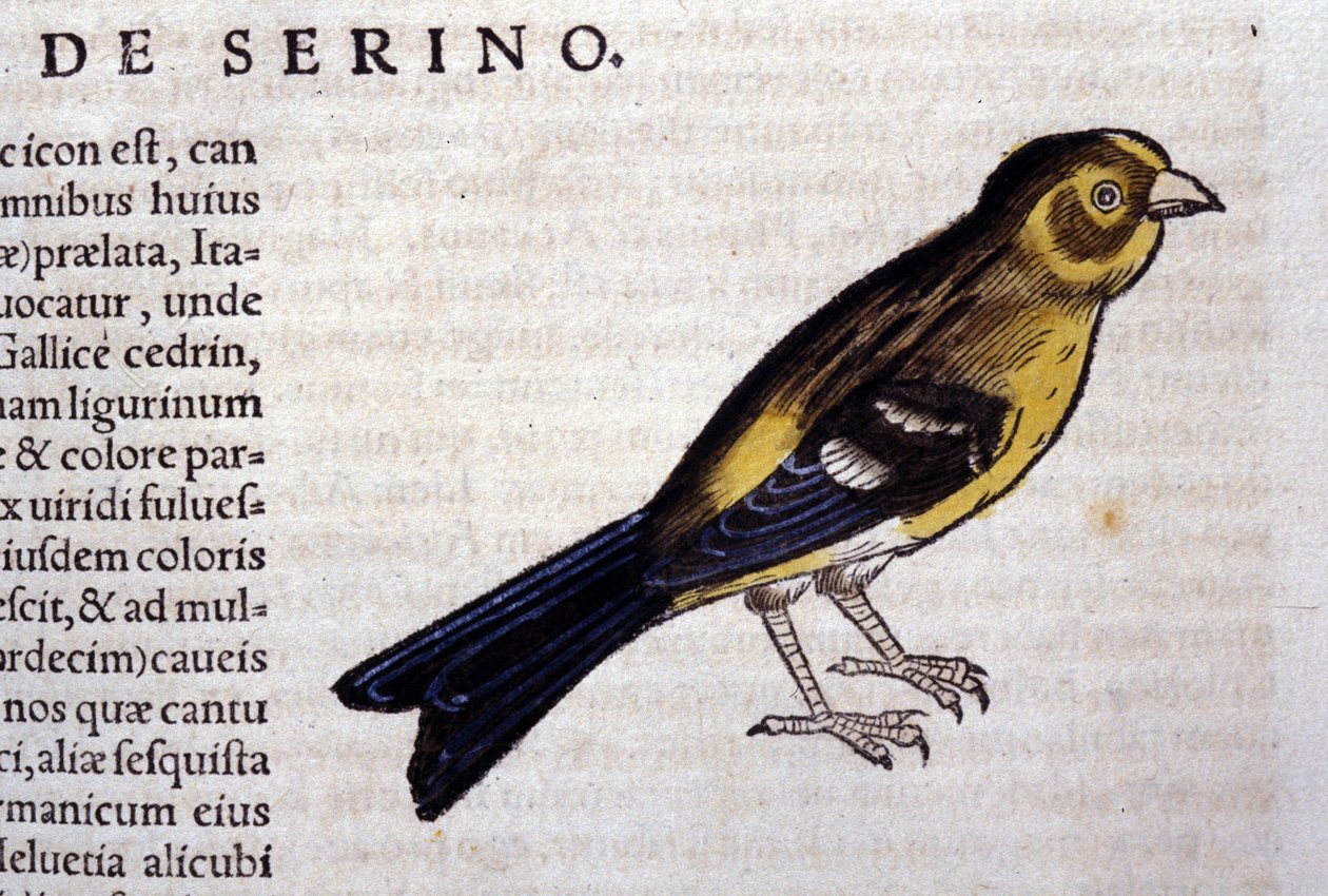 De serin d