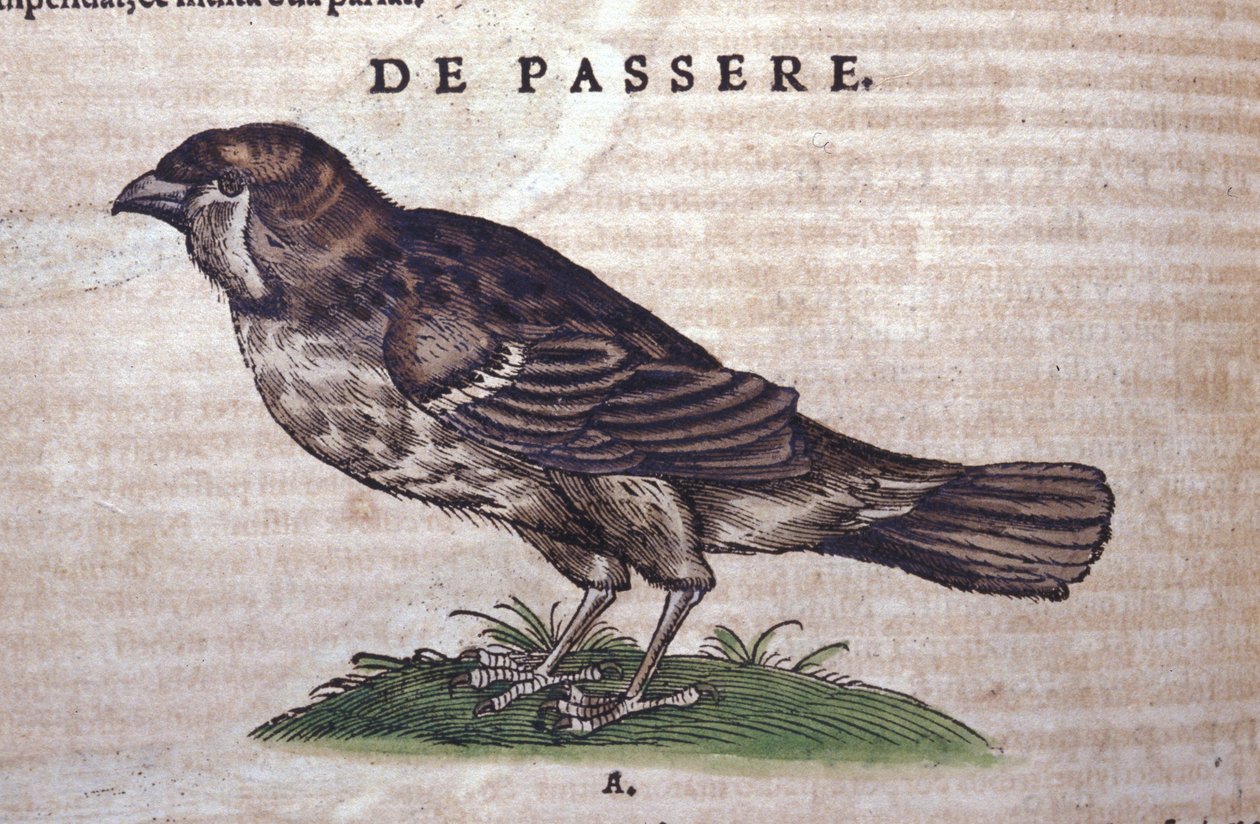 De mus in Historia Animalium door Conrad Gesner (1516 - 1565), Tiguri door Unknown artist