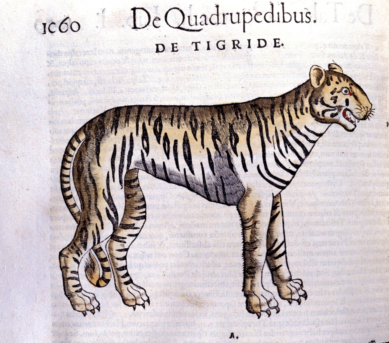 De tijger - in Historia Animalium door Conrad Gesner (1516 - 1565), Tiguri door Unknown artist
