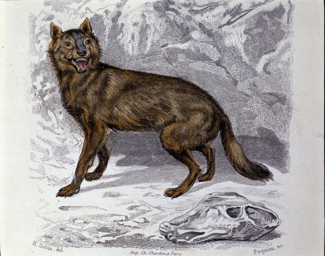 De wolf. Plaat uit een Natuurlijke Geschiedenis Verhandeling van 
