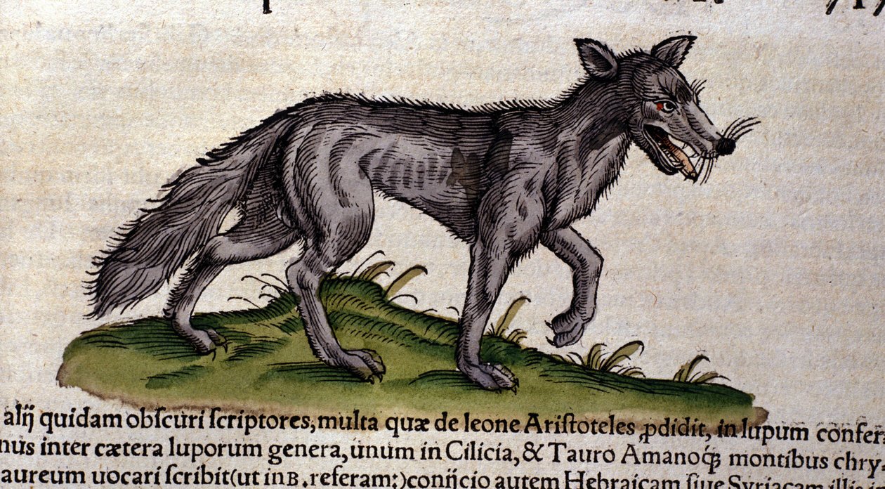 De wolf na de Historia Animalium door Conrad Gesner, Tiguri 1560. Biblioteca nazionale Braidense. Milaan door Unknown artist