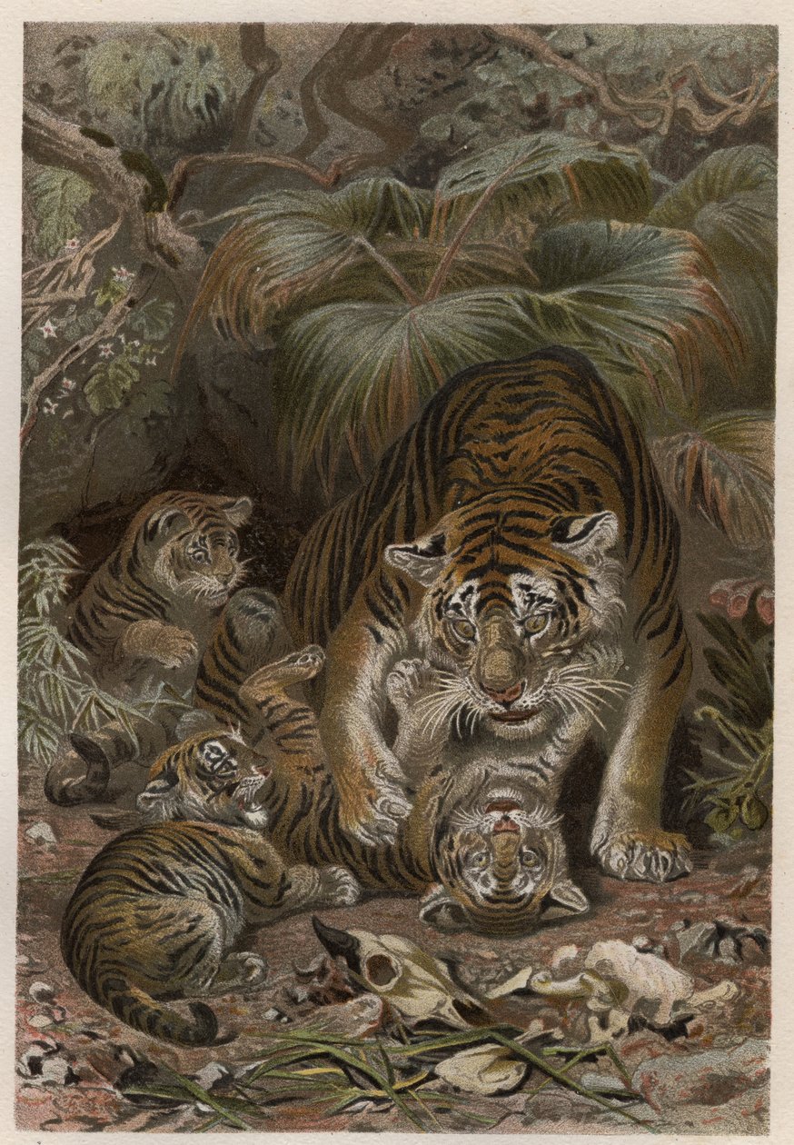 Tijger (Panthera tigris) met welpen - gravure uit 