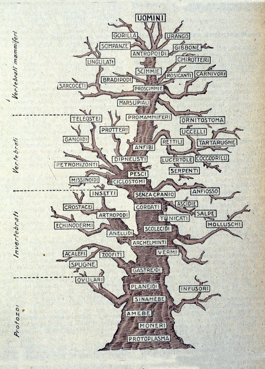 Boom van Evolutie of geïllustreerde plaat die de classificatie van het dierenrijk weergeeft door Unknown artist