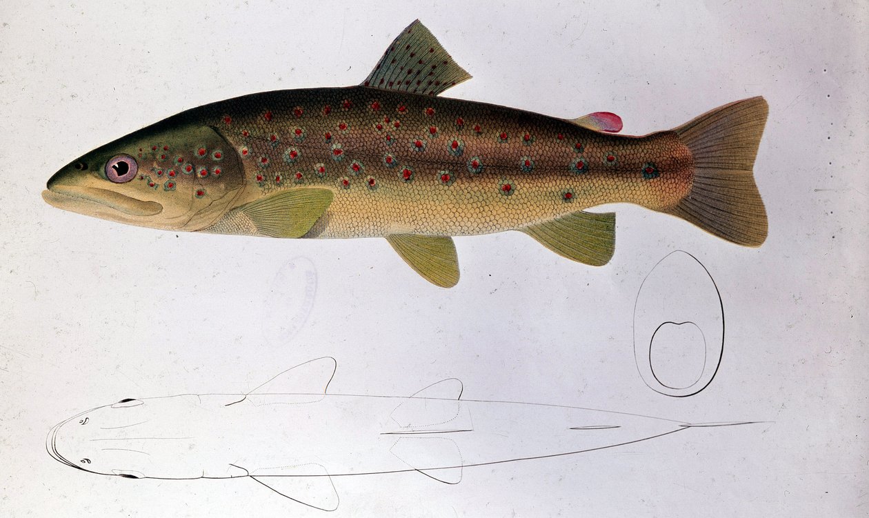 Forel - Natuurhistorische plaat door Unknown artist