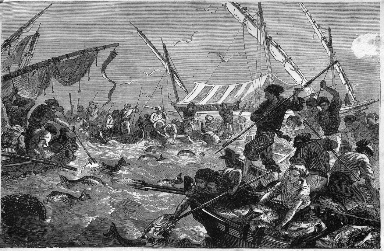 Tonijnvisserij (Pesca al tonno) aan de kust van de Provence. door Unknown artist