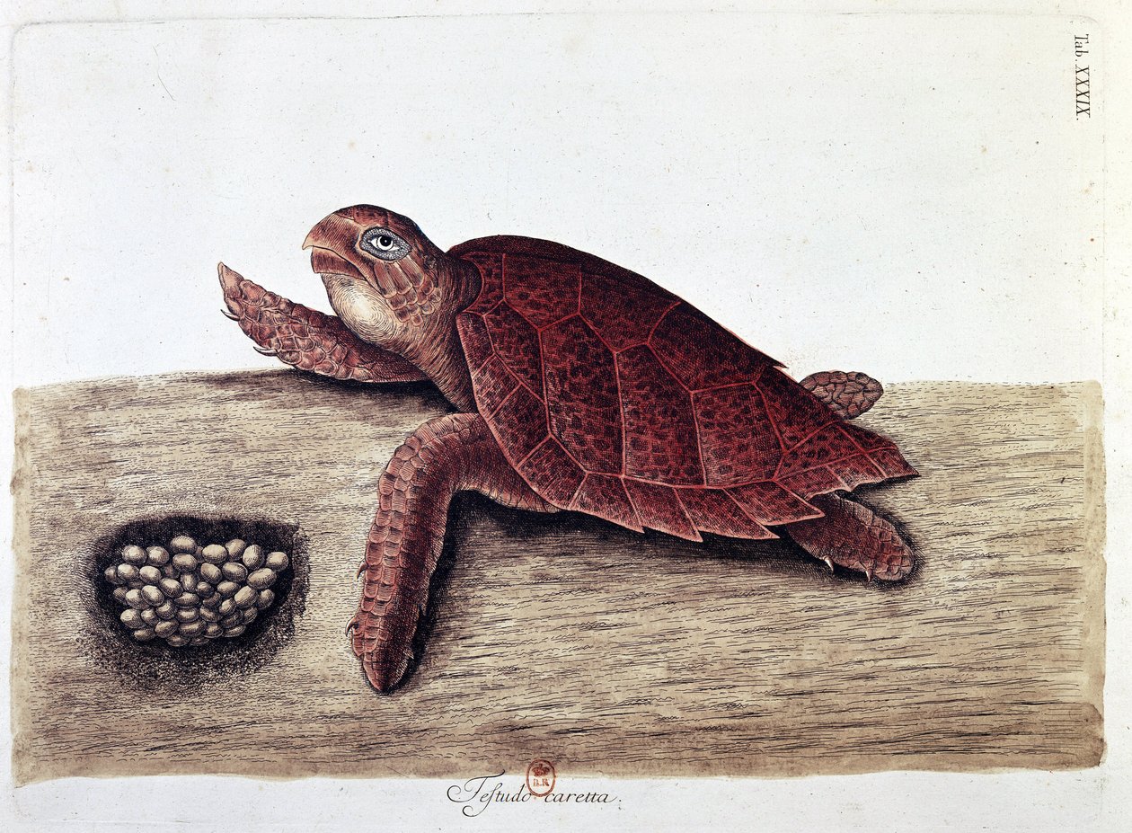 Schildpad en zijn eieren - natuurhistorische plaat, B.N. door Unknown artist