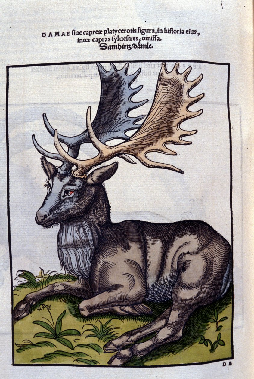 Een rendier (hertachtige) in Historia Animalium door Conrad Gesner (1516 - 1565), Tiguri door Unknown artist