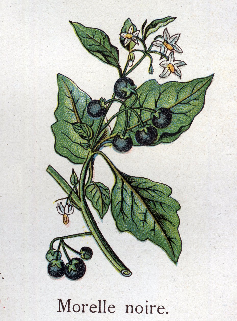 Giftige botanische planten: zwarte nachtschade. Gravure in "La medication naturelle", door Friedrich Eduard Bilz (1842-1922) door Unknown artist