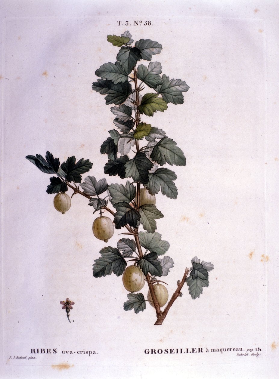 Witte aalbes of makreel: 19e-eeuwse botanische plaat door Unknown artist